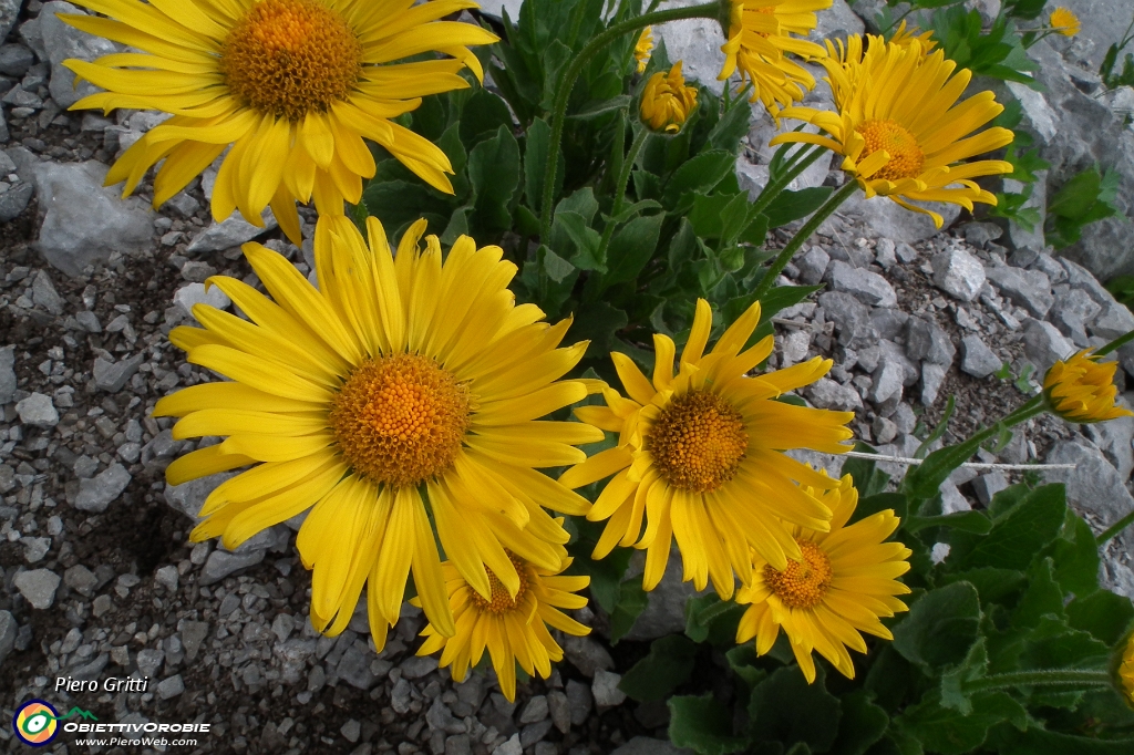 73 Doronicum grandiflorum.JPG